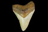 Fossil Megalodon Tooth - North Carolina #131565-1
